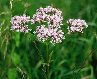 Medical Valerian seeds 20 - Vesta Market