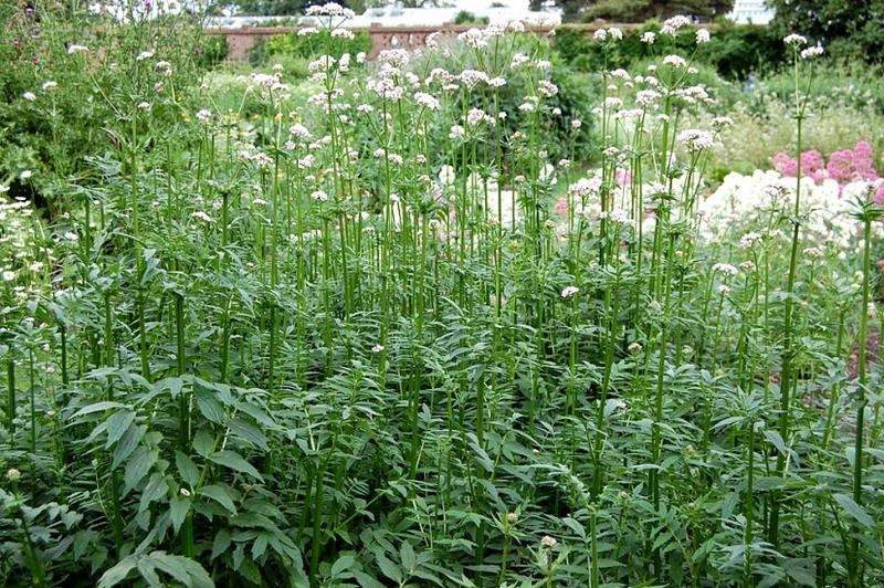 Medical Valerian seeds 20 - Vesta Market