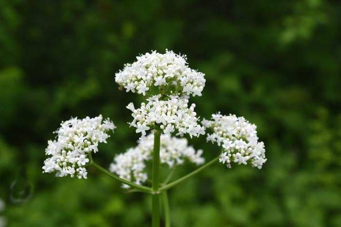 Medical Valerian seeds 20 - Vesta Market