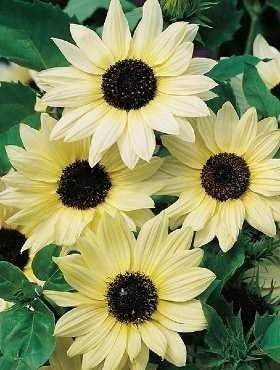 Sunflower Cucumberleaf Vanilla Ice 30 seeds Vesta Market