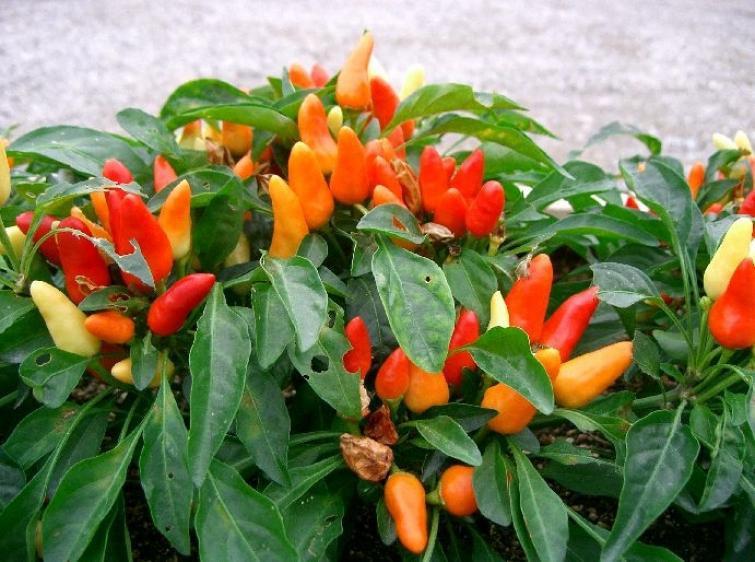 Ornamental Pepper Mixed Colors 30 seeds - Vesta Market