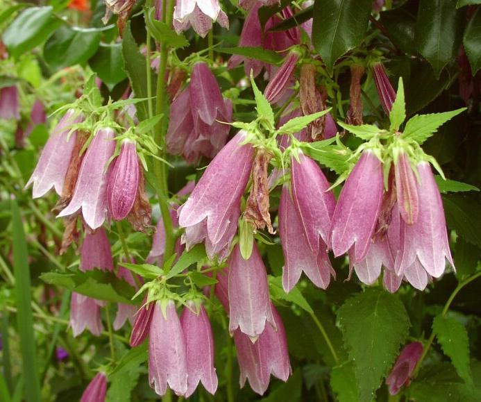 Dotted Bell Flower 200 Seeds - Vesta Market