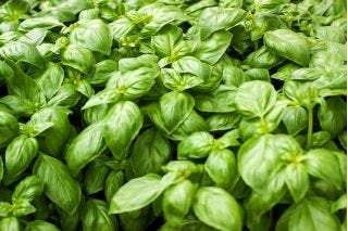 ORGANIC Basil Italiano Classico (Ocimum basilicum) 300 seeds BIO - Vesta Market