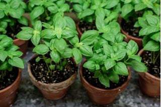 ORGANIC Basil Italiano Classico (Ocimum basilicum) 300 seeds BIO - Vesta Market