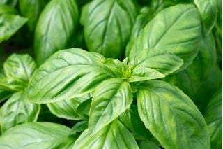 ORGANIC Basil Italiano Classico (Ocimum basilicum) 300 seeds BIO - Vesta Market