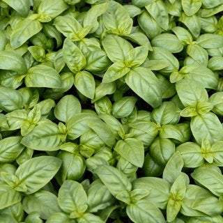 ORGANIC Basil Italiano Classico (Ocimum basilicum) 300 seeds BIO - Vesta Market
