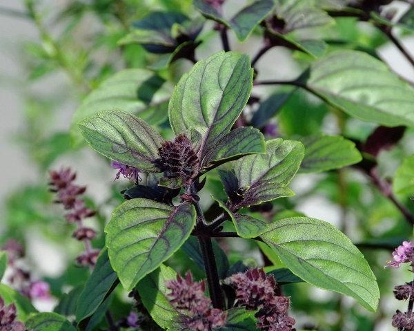 Unique Cinnamon Basil 200 Seeds Vesta Market