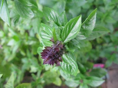 Unique Cinnamon Basil 200 Seeds Vesta Market