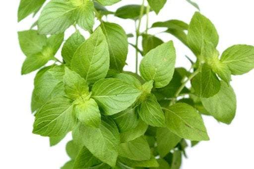 Unique Lemon Basil 50 seeds Vesta Market