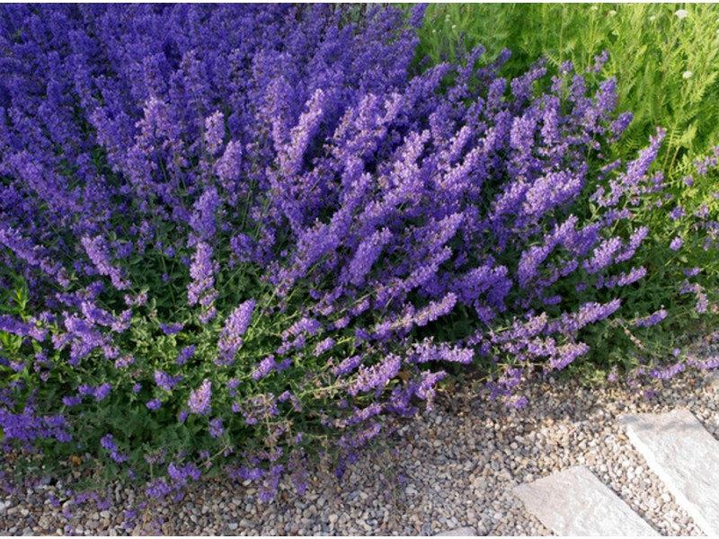 Catnip Catmint 100 Seeds - Vesta Market