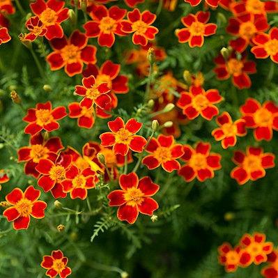 Signet Marigold Paprika 50 seeds Vesta Market