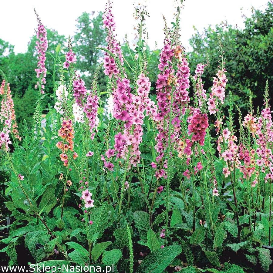 Mullein Mix 100 seeds - Vesta Market