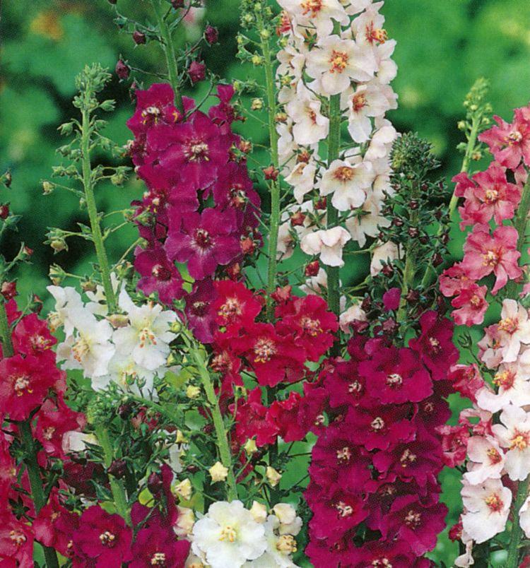 Mullein Mix 100 seeds - Vesta Market