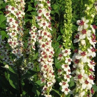 Mullein Mix 100 seeds - Vesta Market