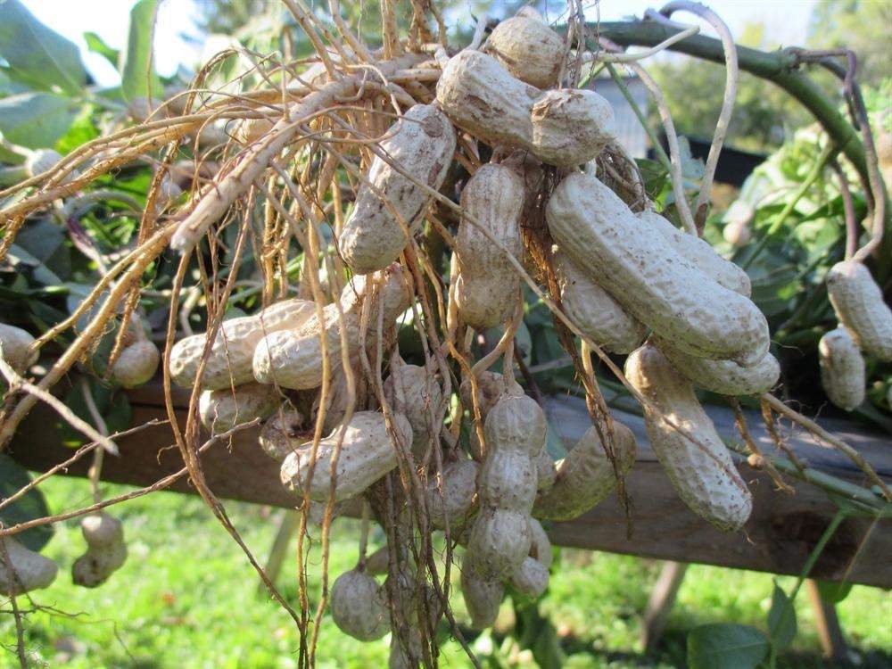 Peanut 5 seeds - Vesta Market