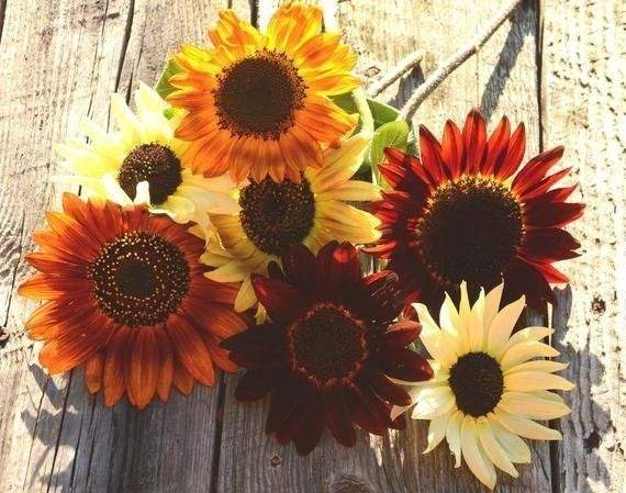 Sunflower Variety Mix 50 seeds Vesta Market