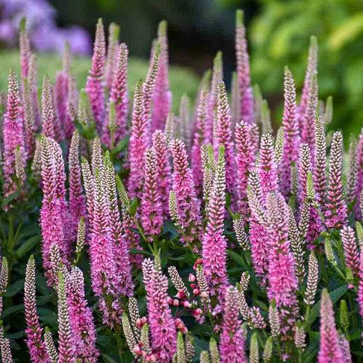 Spiked Speedwell 100 seeds Vesta Market
