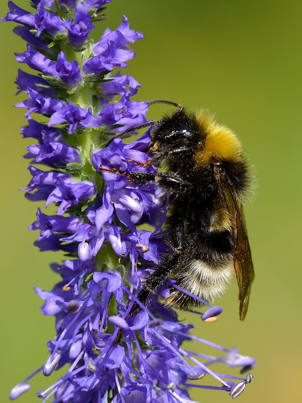 Spiked Speedwell 100 seeds Vesta Market