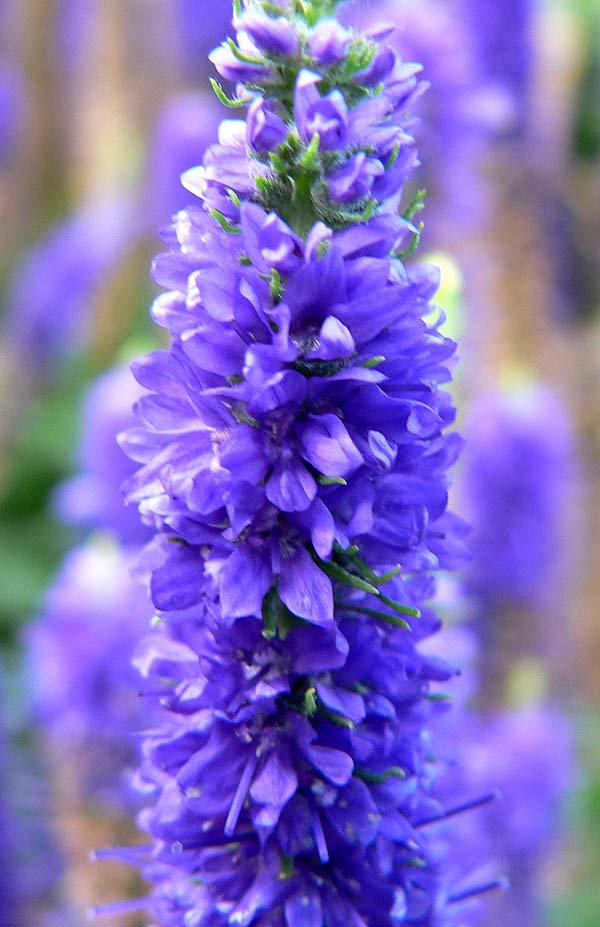 Spiked Speedwell 100 seeds Vesta Market