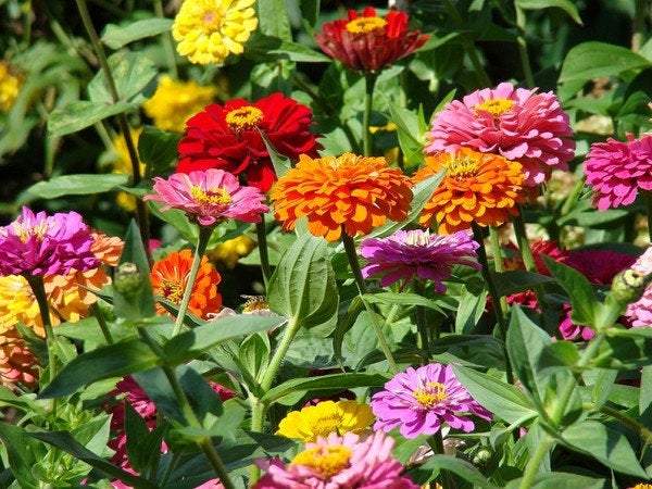 Zinnia Carousel Mixed Colors 50 Flower Seeds Vesta Market