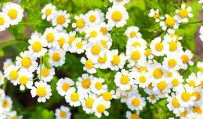 Chamomile 200 seeds - Vesta Market