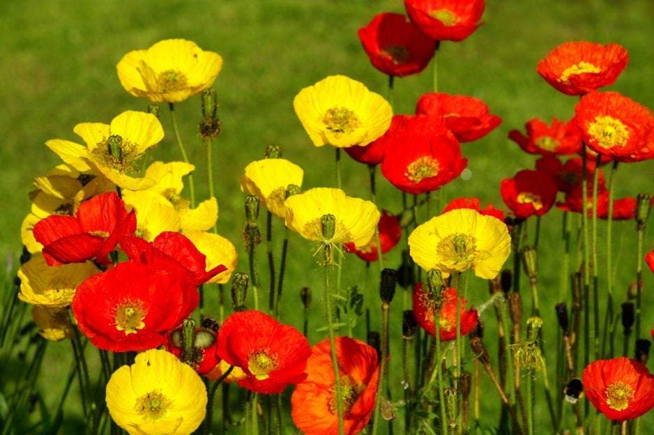 Siberian Poppy Mixed Colors 500 Seeds Vesta Market