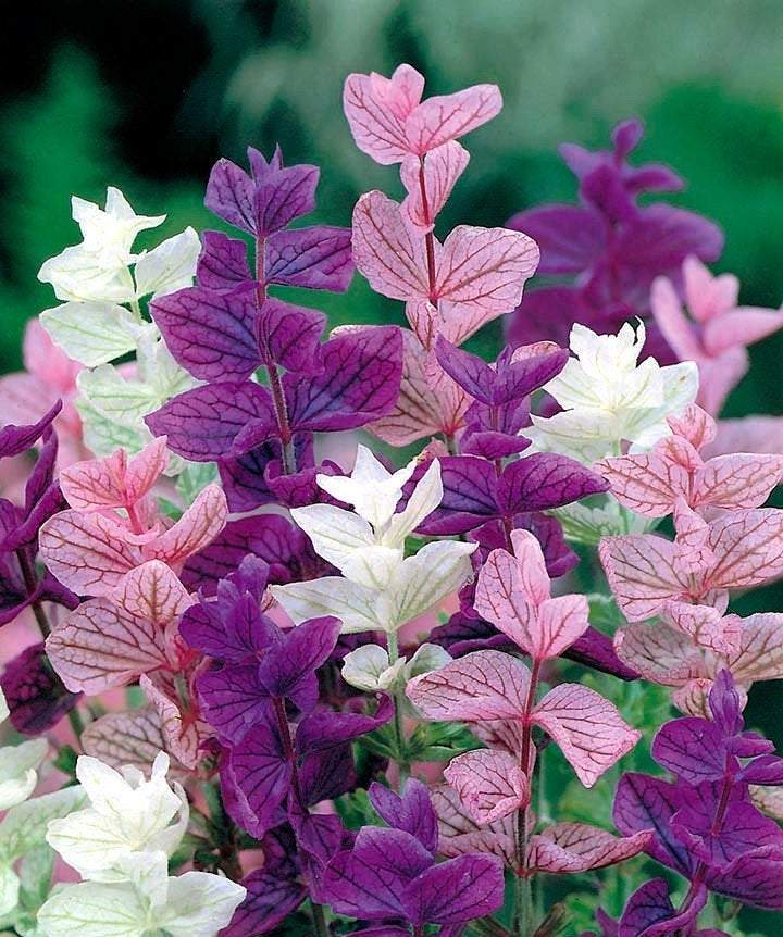 Annual Clary 100 seeds mixed colours - Vesta Market