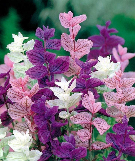 Annual Clary 100 seeds mixed colours - Vesta Market