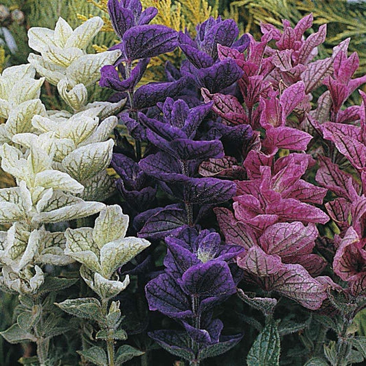 Annual Clary 100 seeds mixed colours - Vesta Market