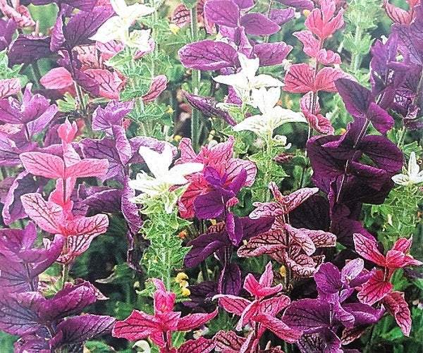 Annual Clary 100 seeds mixed colours - Vesta Market