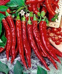 Cayenne Pepper 50 seeds Vesta Market