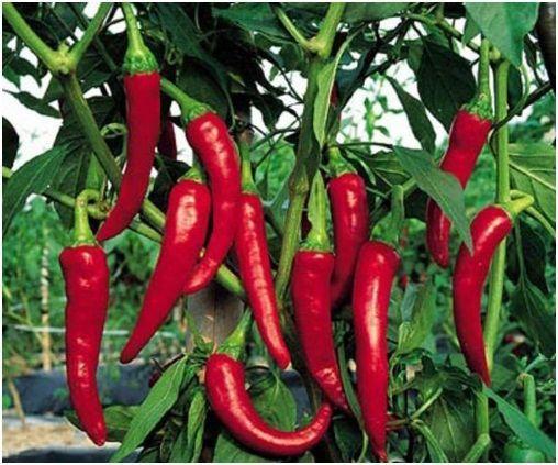 Cayenne Pepper 50 seeds Vesta Market