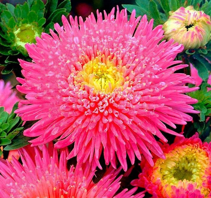 Aster Tall Princess Connie 100 seeds - Vesta Market