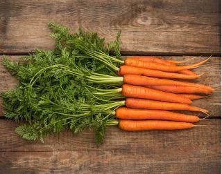 Early Carrot Amsterdam 3 - 300 seeds - Vesta Market