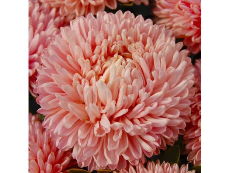 Aster Tall Paeony Janina 200 seeds. - Vesta Market