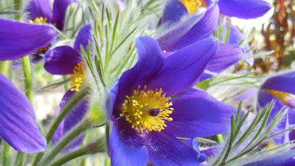 Pasqueflower Purple 100 Seeds - Vesta Market