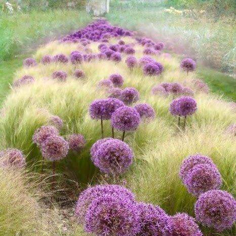 Pony Tails Grass 50100seeds - Vesta Market