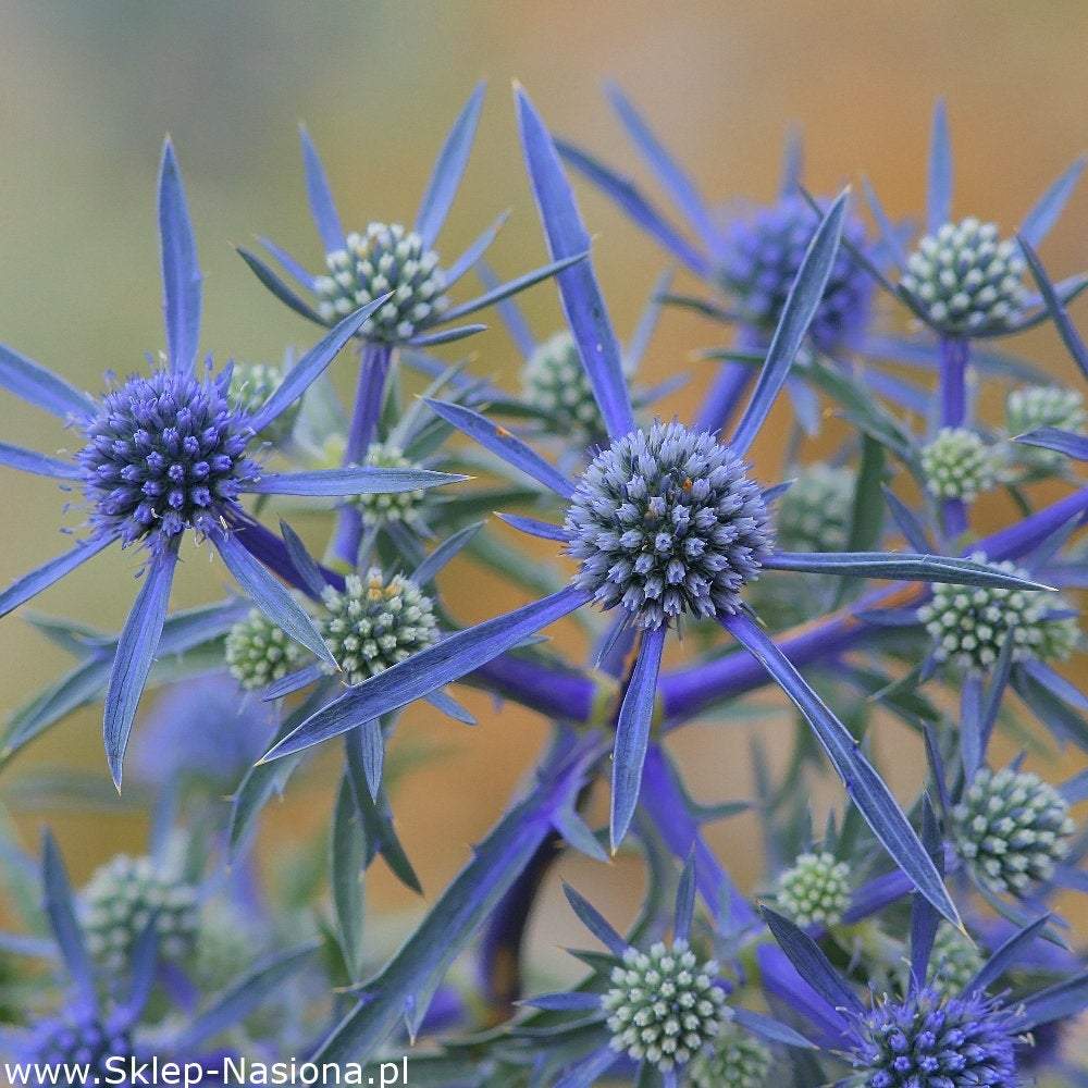 Blue Eryngo 200 seeds - Vesta Market