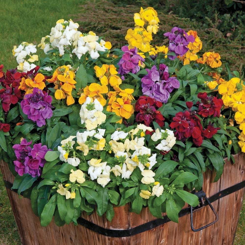 Cheiranthus Cheiri Wallflower 100 seeds - Vesta Market