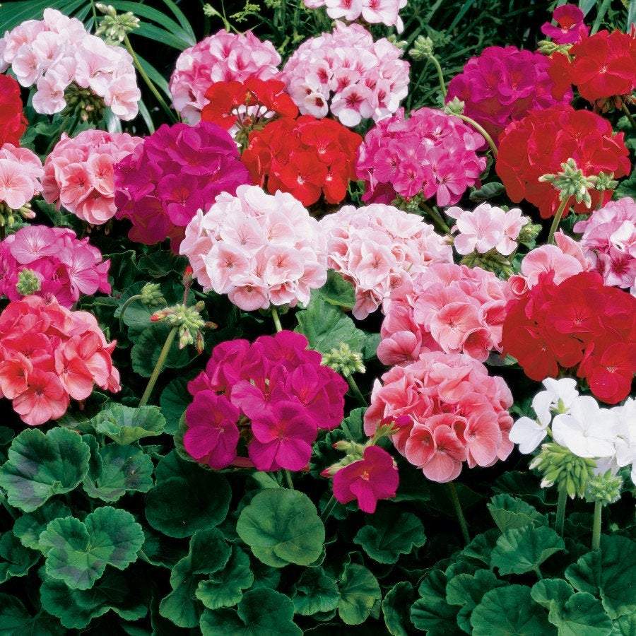 Geranium Zonale Mixed Colors 25 seeds - Vesta Market