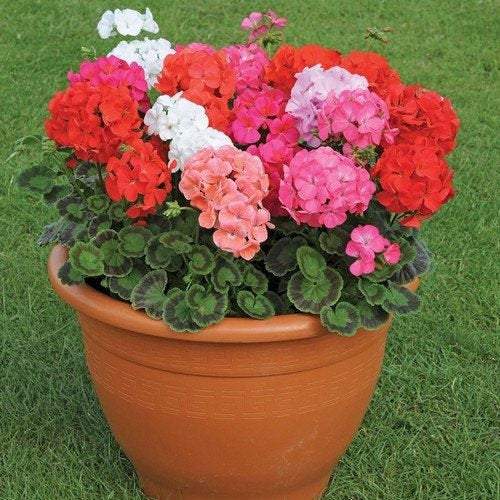 Geranium Zonale Mixed Colors 25 seeds - Vesta Market