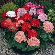 Geranium Zonale Mixed Colors 25 seeds - Vesta Market
