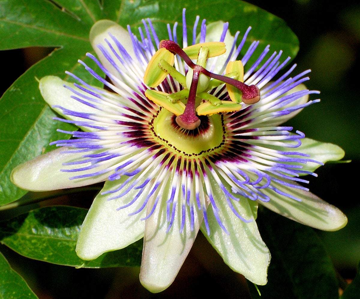 Bluecrown Passionflower 50 seeds - Vesta Market