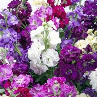 Garden Stock Mixed Colors 200 seeds Vesta Market