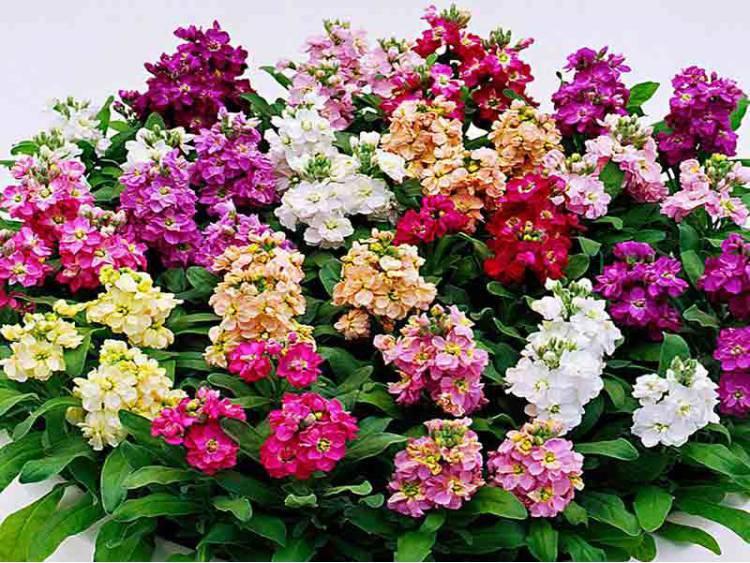 Garden Stock Mixed Colors 200 seeds - Vesta Market