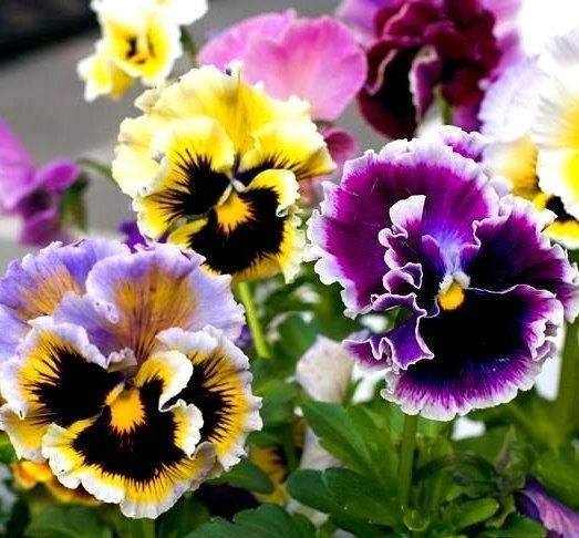 Pansy Rokoko Mixed Colors 50 seeds - Vesta Market