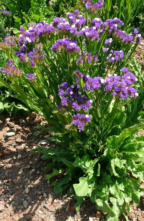 Wavyleaf Sea Lavender Seeds Vesta Market