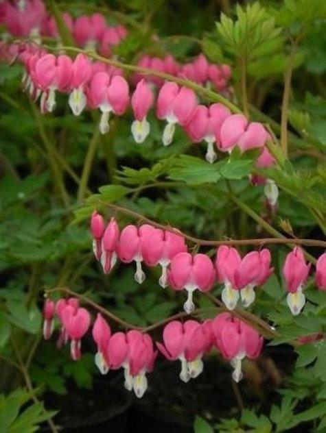 Rare and Unique Bleeding Heart Flower 5 Seeds - Vesta Market