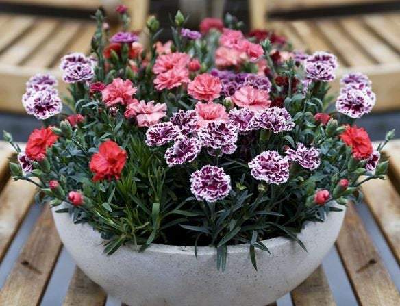 100 Scarlet Red French Carnation Flower Seeds