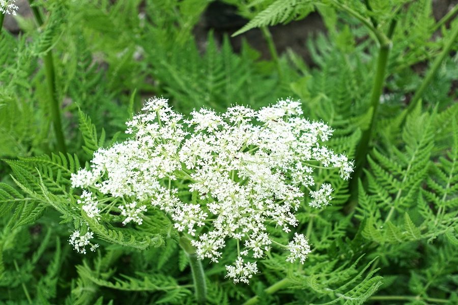 Anise 100 seeds - Vesta Market